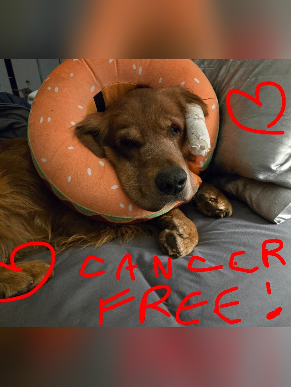 BENTLEY IS CANCER FREE!!! LETS CELEBRATE!!! ACCEPTING MOST 50% OFF OFFERS!!!